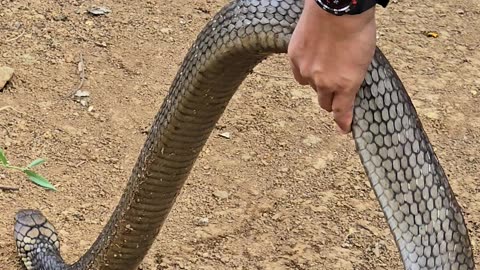 Man Holds a King Cobra