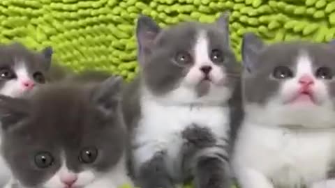 Best Funny Kittens and Cats