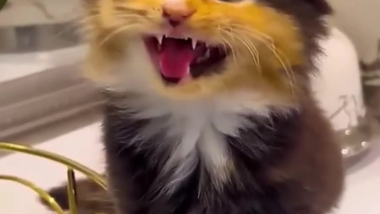 I can't get enough of this meow