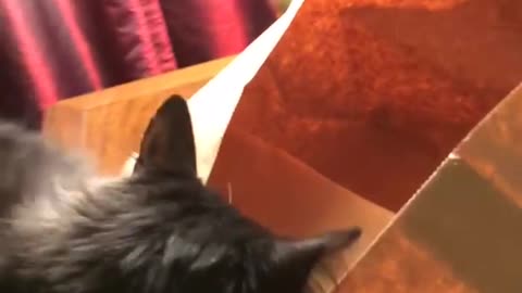 Cat Gets Stuck on a Bag and Tumbles