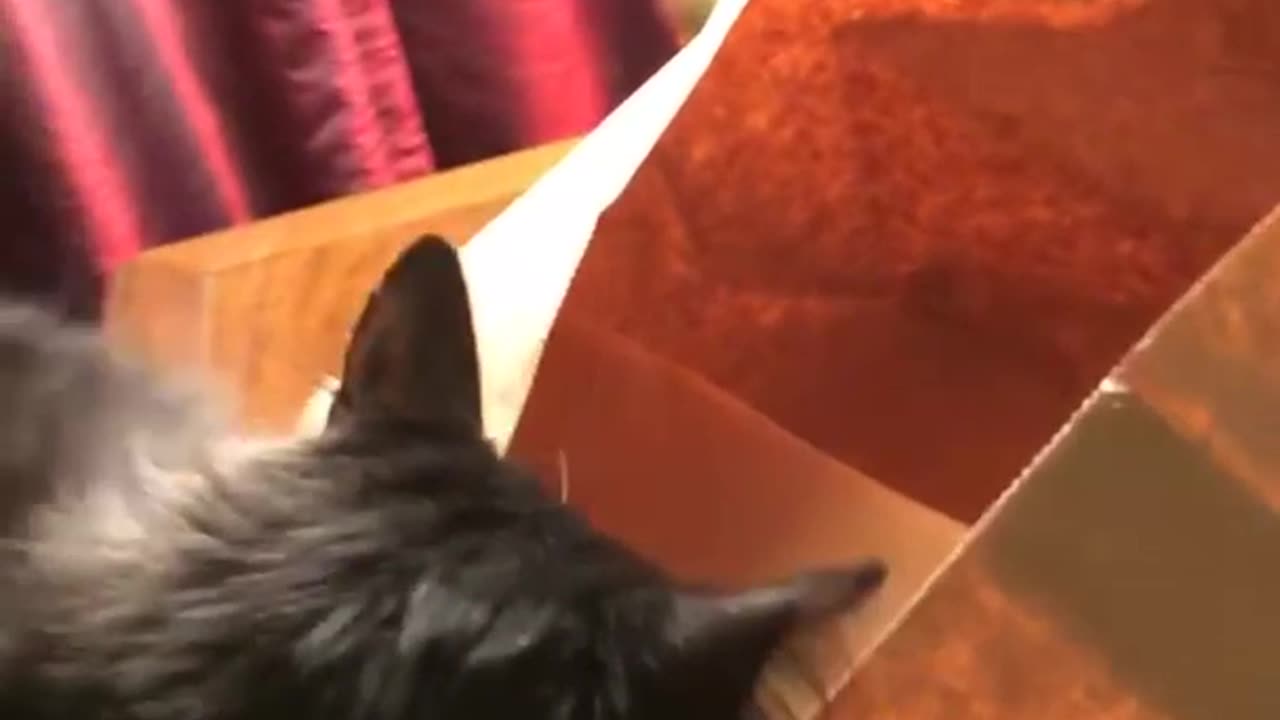 Cat Gets Stuck on a Bag and Tumbles