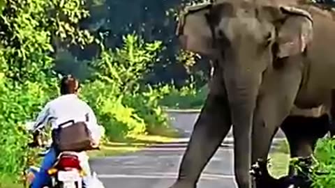 Viral: Everyone Runs from the Elephant… Except This Man! #trending #animals #wil