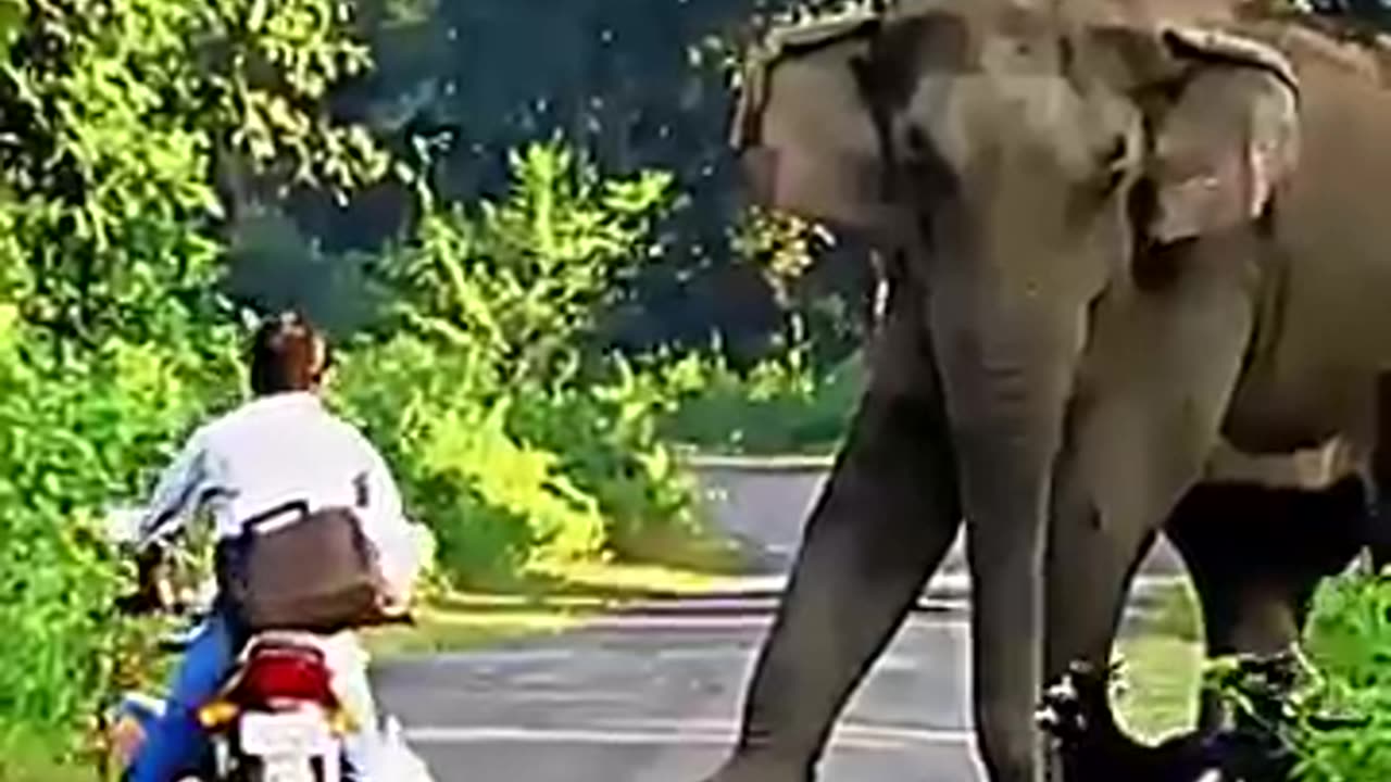 Viral: Everyone Runs from the Elephant… Except This Man! #trending #animals #wil