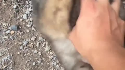Puppy Love 💖 🐕