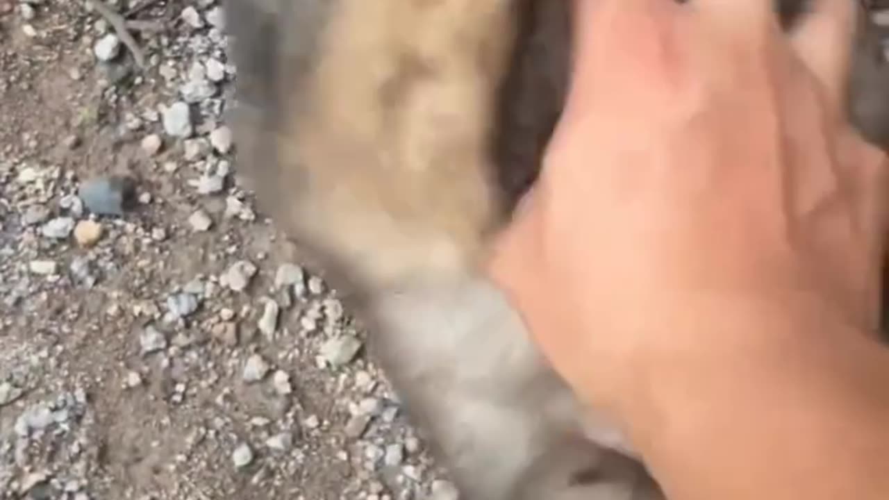 Puppy Love 💖 🐕