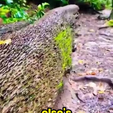 Do Coins Really Grow on Trees? The Shocking Truth Behind the 'Tree of Hope'!