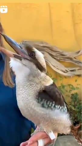 Kookaburra