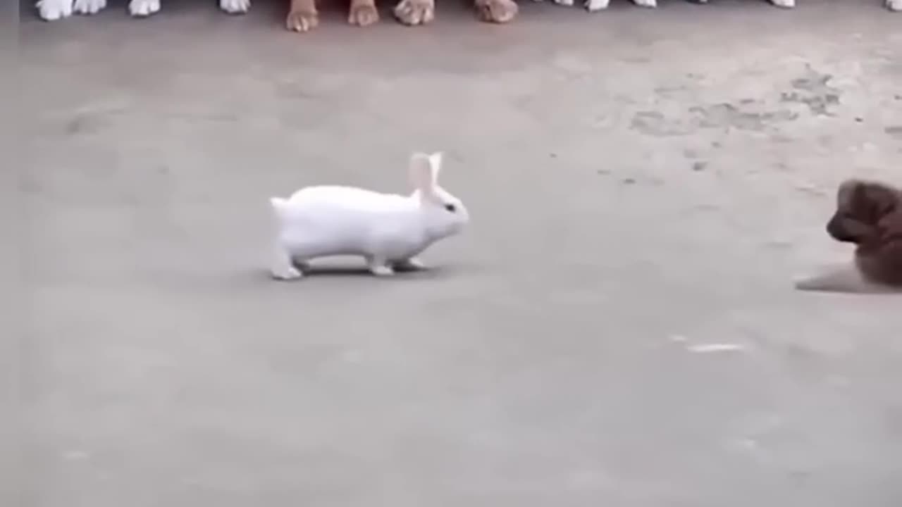 dog and rabbit fighting _bear .