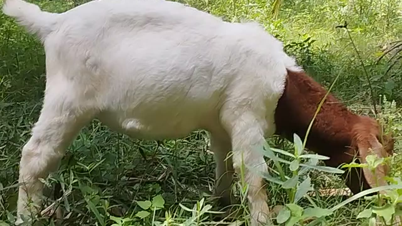 Behera got farm boer gots