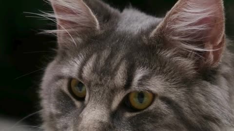 A Cat's Quiet Love 🐱❤️ | Moments That Touch the Soul