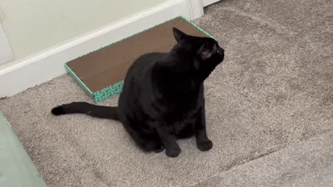 Cute Precious Piper is Ready for the New Year - My Adopted Shelter Cat Vlog