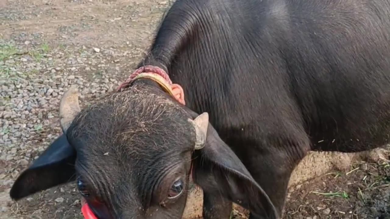 Best comedy buffalo video