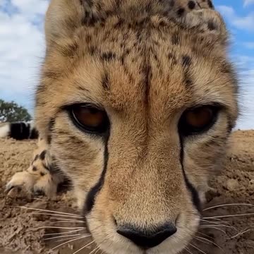 Did you know? Cheetahs need to drink water regularly,