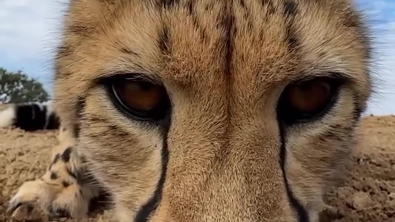 Did you know? Cheetahs need to drink water regularly,