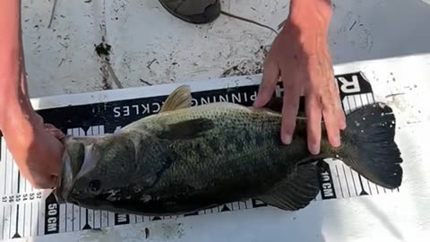 easy catch using bare hand