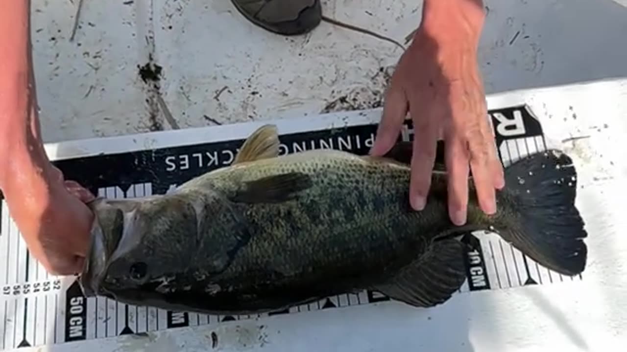 easy catch using bare hand
