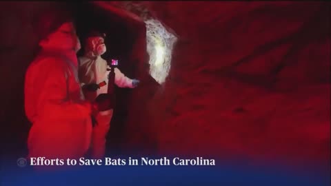 NC gold mine bats are dying from white-nose syndrome, and experts are trying to save them.