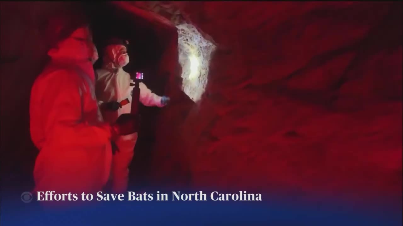 NC gold mine bats are dying from white-nose syndrome, and experts are trying to save them.