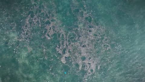 Anthropogenic Factor in the Ocean’s Demise | Popular Science Film