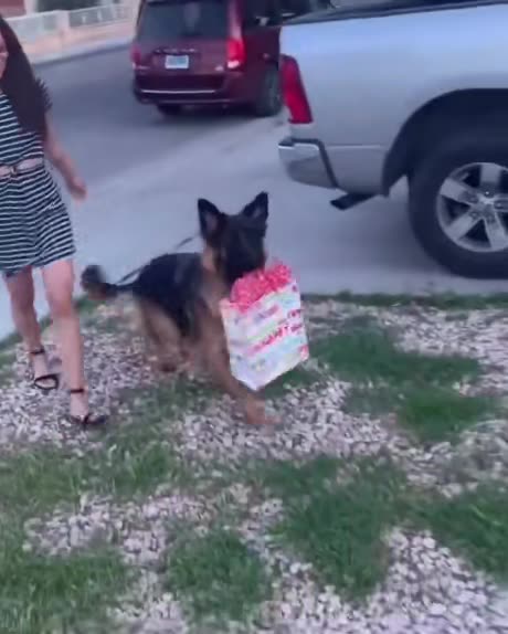 Dog Excited To Attend First Birthday Party