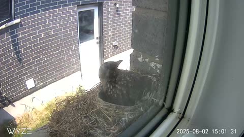 Lonely last nestling