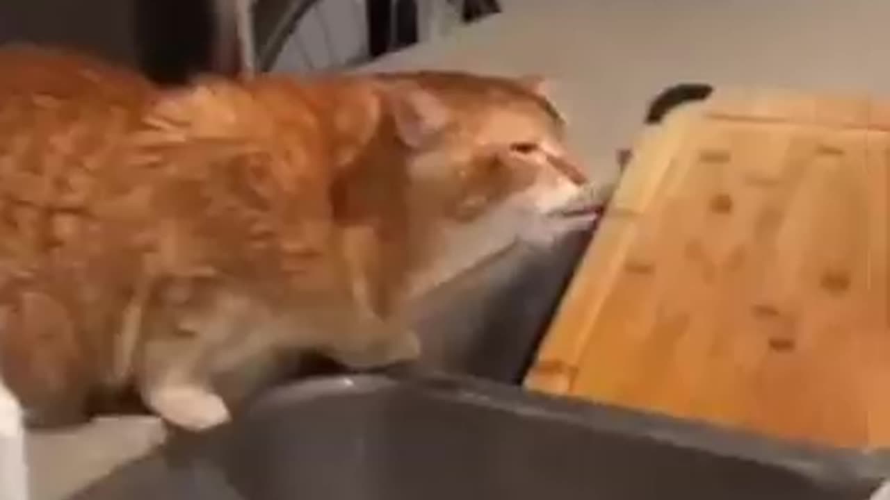 Funny Dog Cat Hedgehog Kangaroo Actions