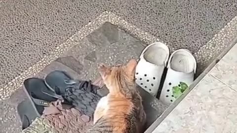 Lost Dog Walks Into My House Like He Pays Rent — My Cat Can’t Believe It! 🐶😹