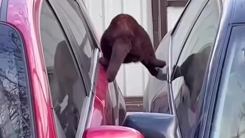 Detective Cat