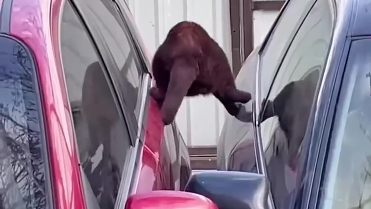 Detective Cat