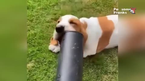 Ultimate Cat & Dog Fails Compilation 😂🐶😹 Funniest Animal Moments Ever!