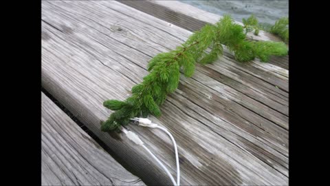 Sweet And Crunchy Eurasian Watermilfoil Aug 2023