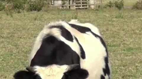 cow