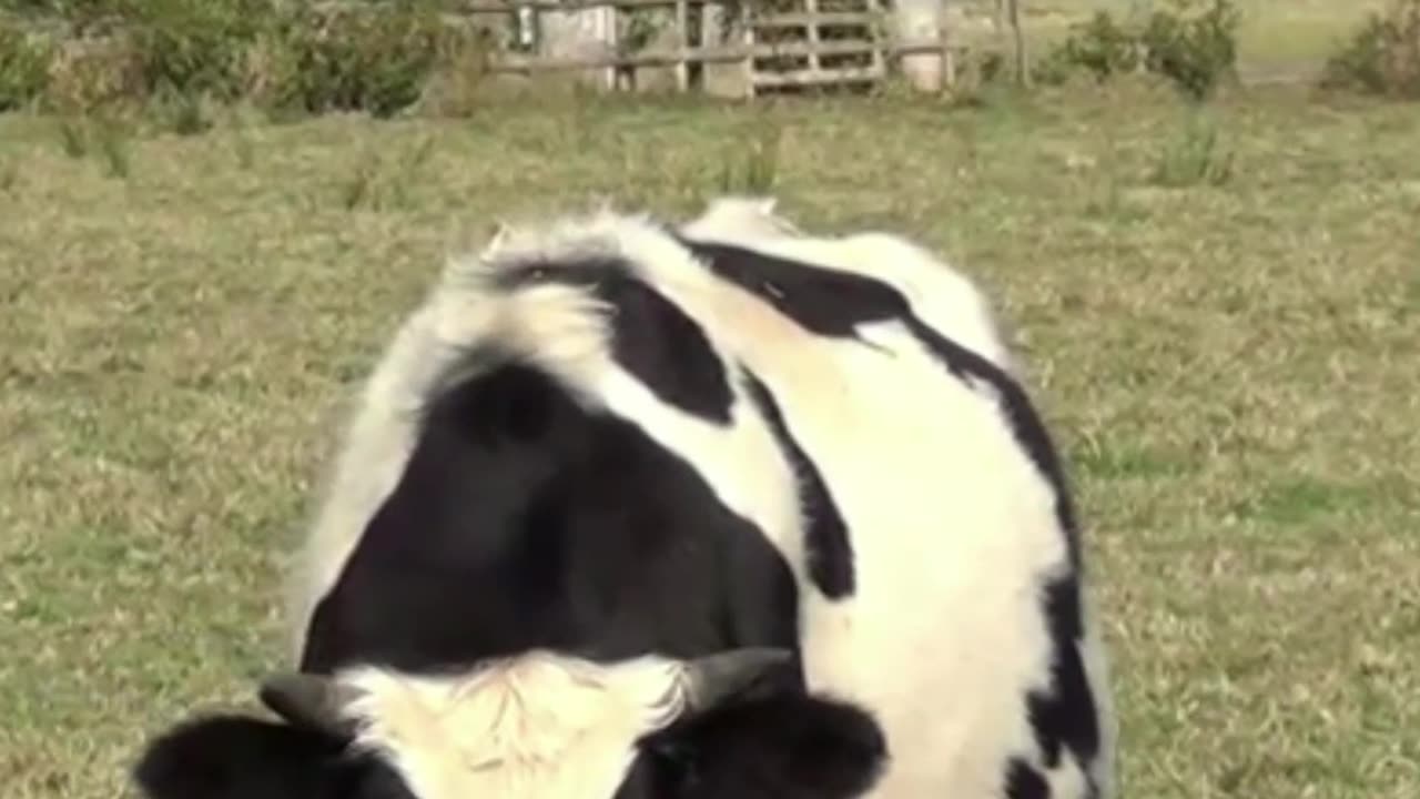 cow