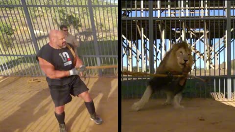 Exclusive Lion Vs Human 🦁 Who Is Win 👨‍🍼