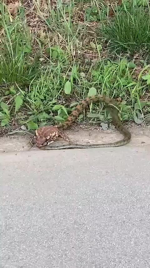 Funny videos funny birds funny animal natural beauty