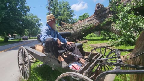 KENTUCKY HISTORICAL TREE ON STATE REGISTRY NOT ALLOWED TO BE CUT DOWN / NATURE FORCED THE ISSUE