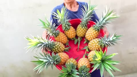 Tips For Growing Pineapple Super Fast From The Tops Discarded, Can't Be Ignored