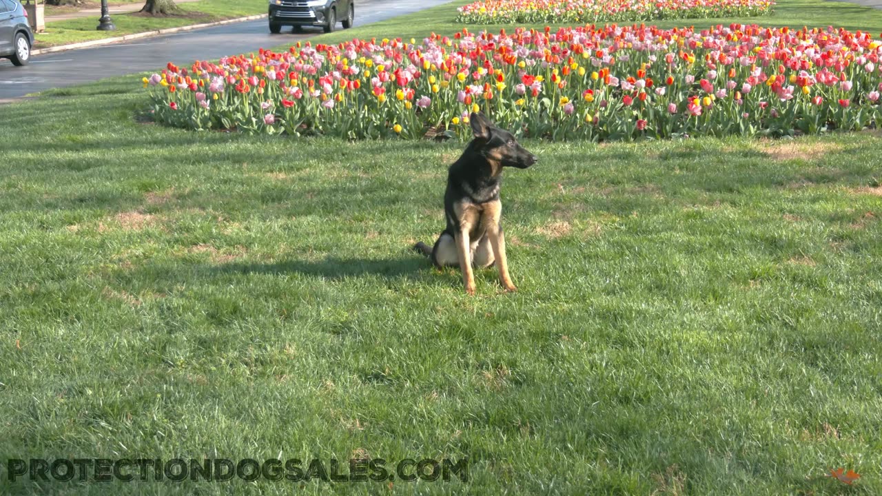 German Shepherd Showing off at 9 Months Old