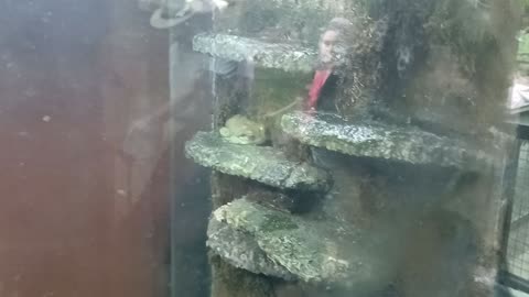 Cheyenne Mountain Zoo Part 26