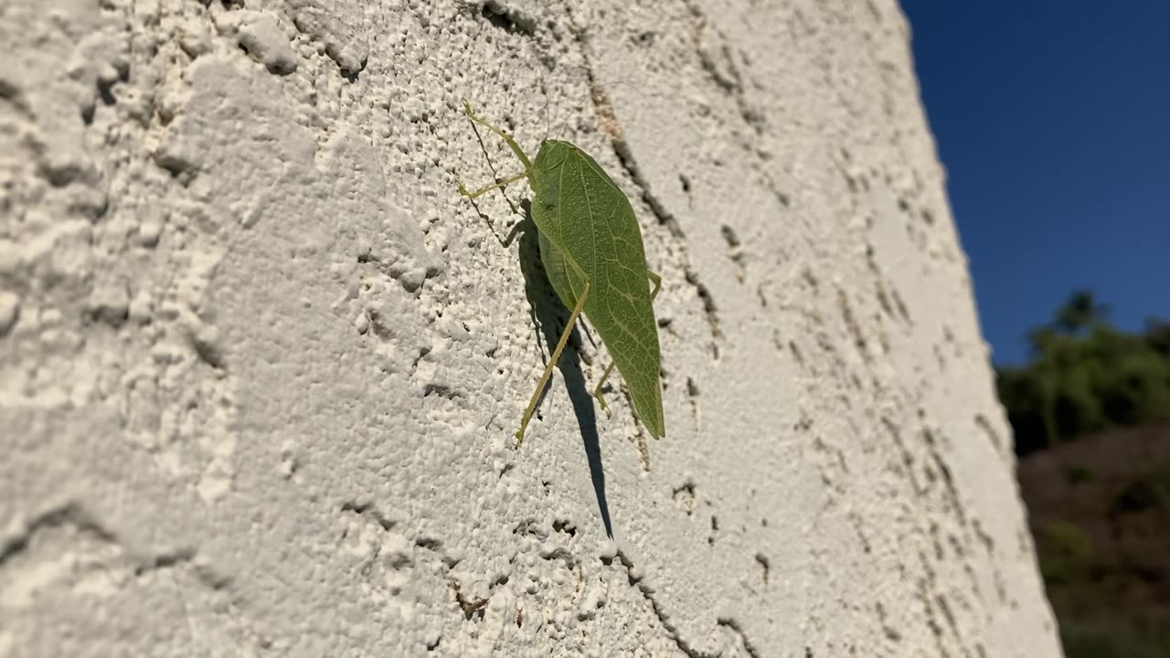 Check Out This Cool LeafBug?