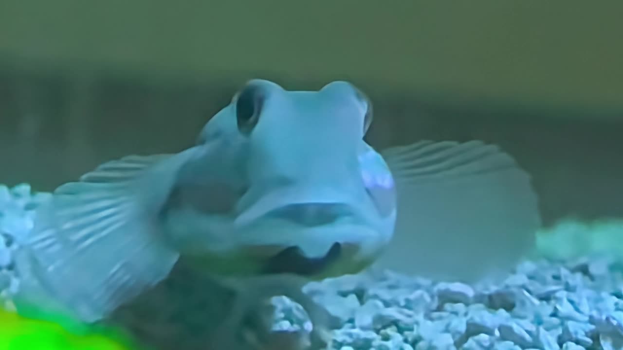 Fish Has Existential Crisis Over Maple Bacon?!