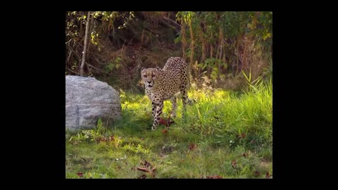 Survival of the Fittest: The Harsh World of Wild Animals