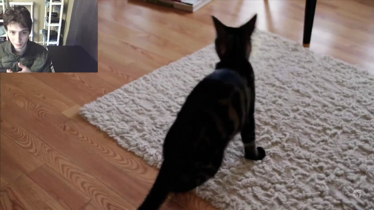 Cats Gets Absorbed Into Another Cat Fake Funny Video With Live Commentary