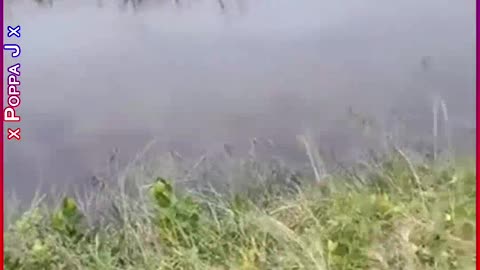 See You Later Alligator 🐊