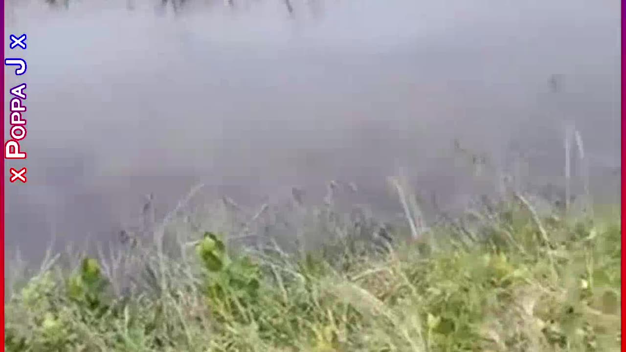 See You Later Alligator 🐊