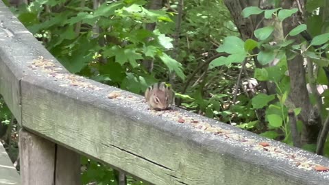 Made a new friend today at the park
