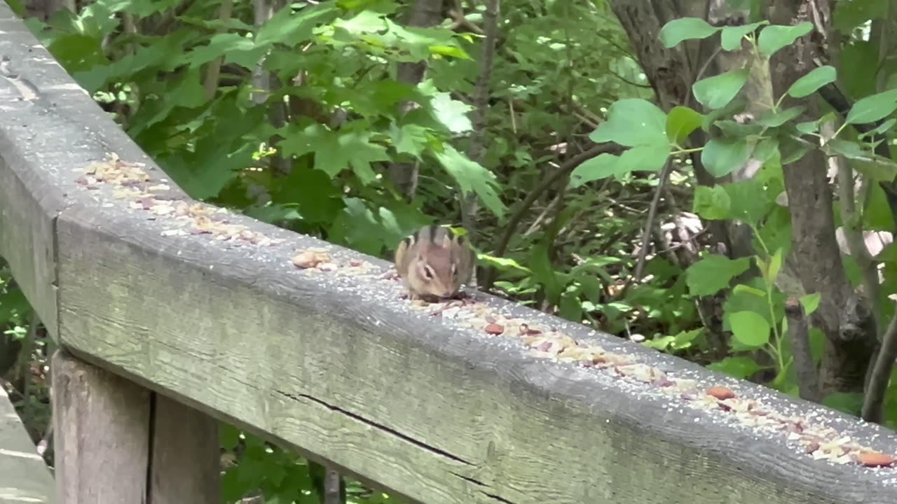 Made a new friend today at the park