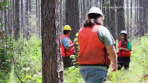 Fungal disease threatening pine forests in Arkansas
