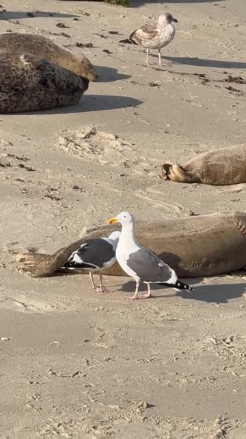 Seagull Bites Seal's Privates