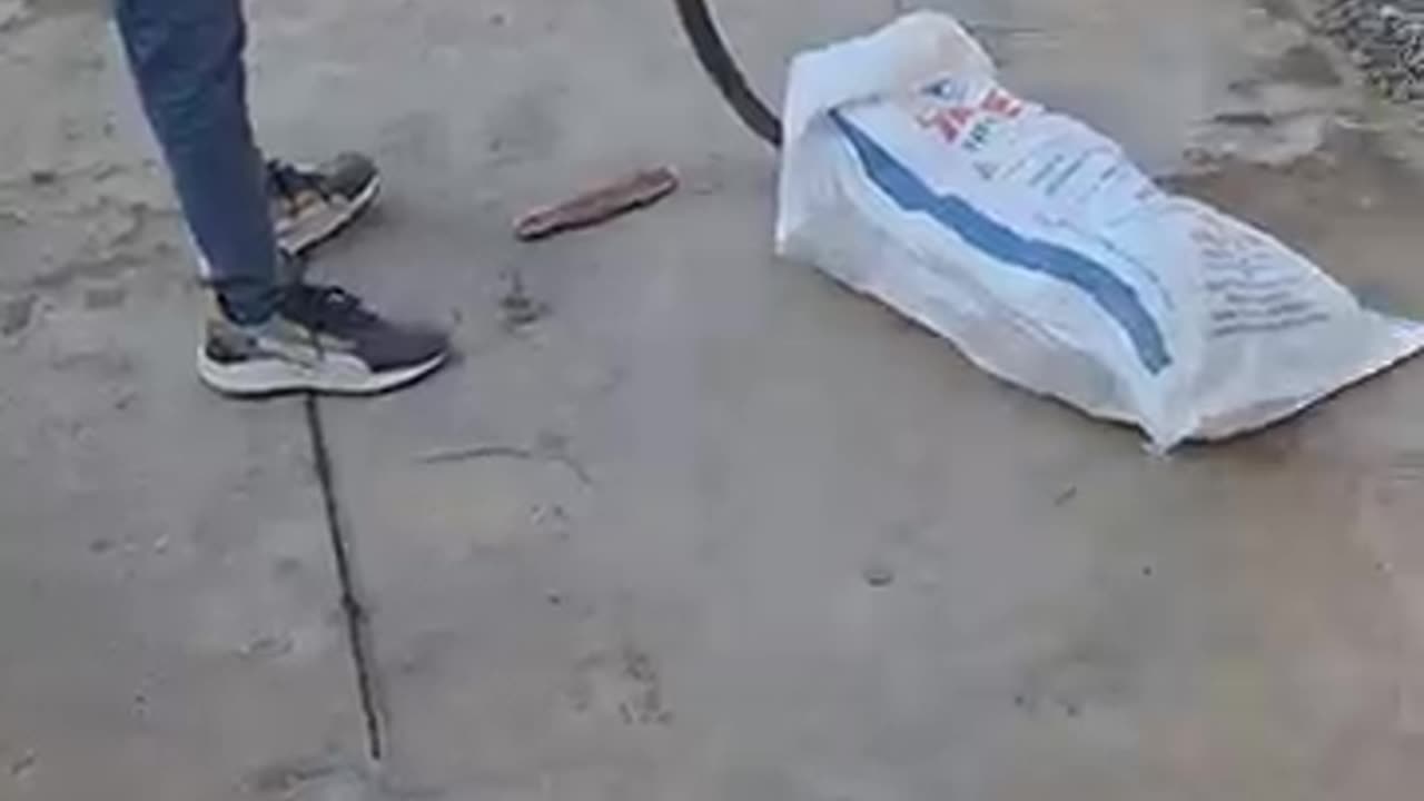 Rescue_Indian_Spectacle_Cobra_#snakevideo_#cobrarescue_#snake_#shortvideo